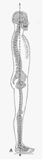 Normal spine alignment